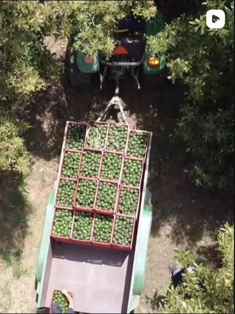 Reel de Rancho Michoacán: Cosecha de aguacate vista desde un dron